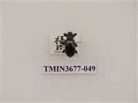 藏品(偽步行蟲)的圖片